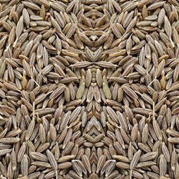 cumin seeds cumin seeds